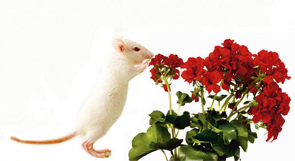 Nos atraem os mesmos cheiros que o mouse