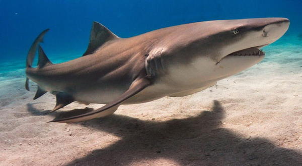 O remédio para combater o parkinson está em fígado de tubarão