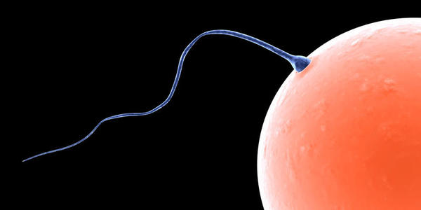 Por que um espermatozóide triunfa, e os outros não?