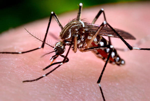 Google e seu exército de mosquitos para combater o Zika