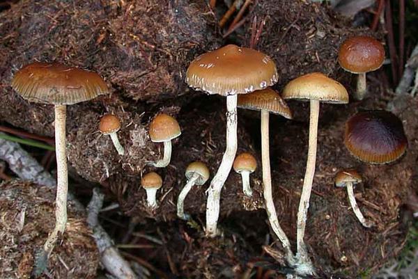 Os cogumelos alucinogénios são a droga menos danosa